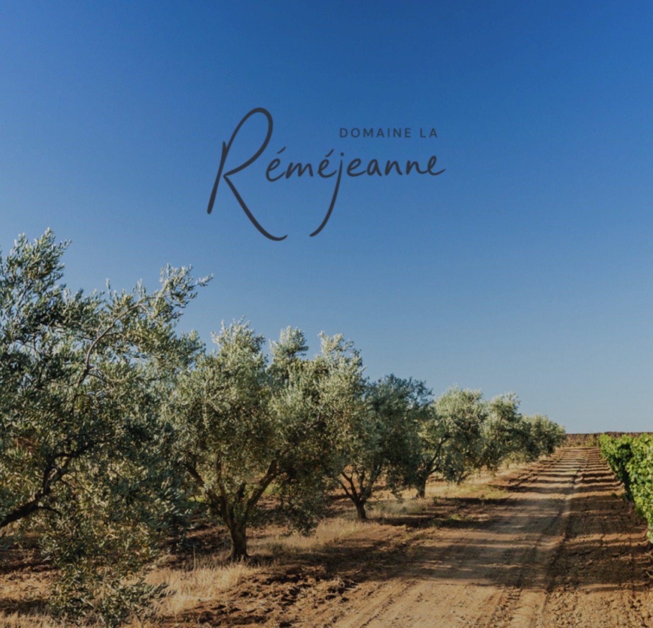 The vines and olive trees of Domaine La Réméjeanne
